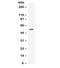 Matrix Metallopeptidase 12 antibody, R32074, NSJ Bioreagents, Western Blot image 