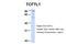 Transcription Factor 7 Like 1 antibody, 27-114, ProSci, Western Blot image 