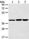 Mitogen-Activated Protein Kinase 9 antibody, TA322064, Origene, Western Blot image 