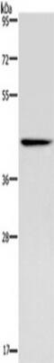 Ceramide Synthase 5 antibody, TA351344, Origene, Western Blot image 