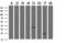 Baculoviral IAP Repeat Containing 5 antibody, GTX84824, GeneTex, Western Blot image 