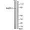 BRCA1 Associated RING Domain 1 antibody, A01646, Boster Biological Technology, Western Blot image 