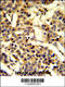 Cytochrome P450 Family 2 Subfamily A Member 13 antibody, 63-568, ProSci, Immunohistochemistry paraffin image 