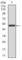 Phosphoinositide-3-Kinase Regulatory Subunit 1 antibody, abx015968, Abbexa, Western Blot image 