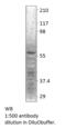 Neuropeptide Y Receptor Y1 antibody, MBS540358, MyBioSource, Western Blot image 
