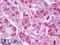  antibody, LS-B7760, Lifespan Biosciences, Immunohistochemistry paraffin image 