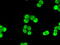 Checkpoint Kinase 2 antibody, M00277-1, Boster Biological Technology, Immunofluorescence image 
