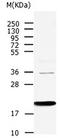 Anterior Gradient 2, Protein Disulphide Isomerase Family Member antibody, orb107319, Biorbyt, Western Blot image 