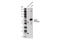 Bone Morphogenetic Protein 6 antibody, 70583S, Cell Signaling Technology, Western Blot image 