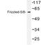 Frizzled Class Receptor 5 antibody, LS-C177145, Lifespan Biosciences, Western Blot image 