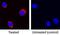 Interleukin 5 antibody, AF2470, R&D Systems, Immunofluorescence image 