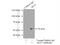 AKT Serine/Threonine Kinase 2 antibody, 17609-1-AP, Proteintech Group, Immunoprecipitation image 