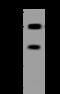 GTF2I Repeat Domain Containing 1 antibody, 205496-T42, Sino Biological, Western Blot image 