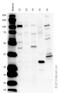 O-Linked N-Acetylglucosamine (GlcNAc) Transferase antibody, ab96718, Abcam, Western Blot image 