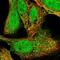 Karyopherin Subunit Alpha 1 antibody, NBP2-56022, Novus Biologicals, Immunofluorescence image 