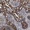 Tetratricopeptide repeat protein 19 antibody, NBP1-93979, Novus Biologicals, Immunohistochemistry frozen image 