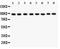 Transferrin Receptor antibody, PB9233, Boster Biological Technology, Western Blot image 