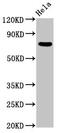 Myotubularin-related protein 2 antibody, CSB-PA613418LA01HU, Cusabio, Western Blot image 