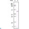 Nicotinamide Phosphoribosyltransferase antibody, LS-C812830, Lifespan Biosciences, Western Blot image 