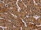 Peptidylprolyl Isomerase B antibody, CSB-PA085809, Cusabio, Immunohistochemistry paraffin image 