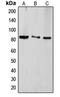 TLE Family Member 4, Transcriptional Corepressor antibody, orb214677, Biorbyt, Western Blot image 