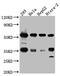 Non-POU Domain Containing Octamer Binding antibody, CSB-RA273277A0HU, Cusabio, Western Blot image 