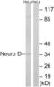 Neuronal Differentiation 1 antibody, LS-C118366, Lifespan Biosciences, Western Blot image 