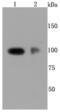 Selectin P antibody, NBP2-67080, Novus Biologicals, Western Blot image 