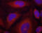 Synaptotagmin 1 antibody, abx000506, Abbexa, Immunofluorescence image 