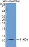 Parathyroid Hormone antibody, abx131970, Abbexa, Western Blot image 
