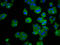 Trehalase antibody, LS-C681598, Lifespan Biosciences, Immunofluorescence image 