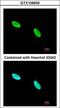 X-Ray Repair Cross Complementing 5 antibody, LS-C186112, Lifespan Biosciences, Immunocytochemistry image 