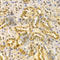 Mitogen-Activated Protein Kinase 7 antibody, A2111, ABclonal Technology, Immunohistochemistry paraffin image 