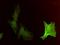 Actin Alpha 2, Smooth Muscle antibody, H00000059-M02, Novus Biologicals, Immunofluorescence image 