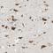 GM2/GD2 synthase antibody, NBP1-88662, Novus Biologicals, Immunohistochemistry frozen image 