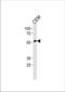 RUNX Family Transcription Factor 2 antibody, TA324980, Origene, Western Blot image 
