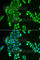 Acyl-CoA Synthetase Short Chain Family Member 2 antibody, A6472, ABclonal Technology, Immunofluorescence image 