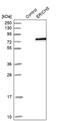 Serine And Arginine Rich Splicing Factor 5 antibody, PA5-55223, Invitrogen Antibodies, Western Blot image 