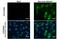 Zika Virus antibody, GTX133584, GeneTex, Immunofluorescence image 
