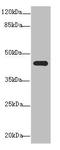 Nuclear Receptor Subfamily 2 Group E Member 1 antibody, LS-C676183, Lifespan Biosciences, Western Blot image 