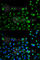 Autophagy Related 13 antibody, A0690, ABclonal Technology, Immunofluorescence image 