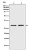 BCL2 Like 1 antibody, M00181-1, Boster Biological Technology, Western Blot image 