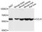 Occludin antibody, A2601, ABclonal Technology, Western Blot image 