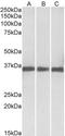 Malate Dehydrogenase 1 antibody, TA348973, Origene, Western Blot image 