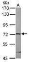 Rho GTPase Activating Protein 9 antibody, GTX119870, GeneTex, Western Blot image 
