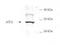 Activating Transcription Factor 3 antibody, TA319331, Origene, Western Blot image 