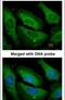 Protein Phosphatase 1 Catalytic Subunit Gamma antibody, PA5-21671, Invitrogen Antibodies, Immunofluorescence image 