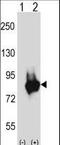 Protein Kinase D3 antibody, LS-C164557, Lifespan Biosciences, Western Blot image 