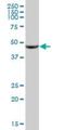 Oxoeicosanoid Receptor 1 antibody, H00165140-B01P, Novus Biologicals, Western Blot image 