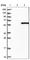 Sedoheptulokinase antibody, HPA024361, Atlas Antibodies, Western Blot image 